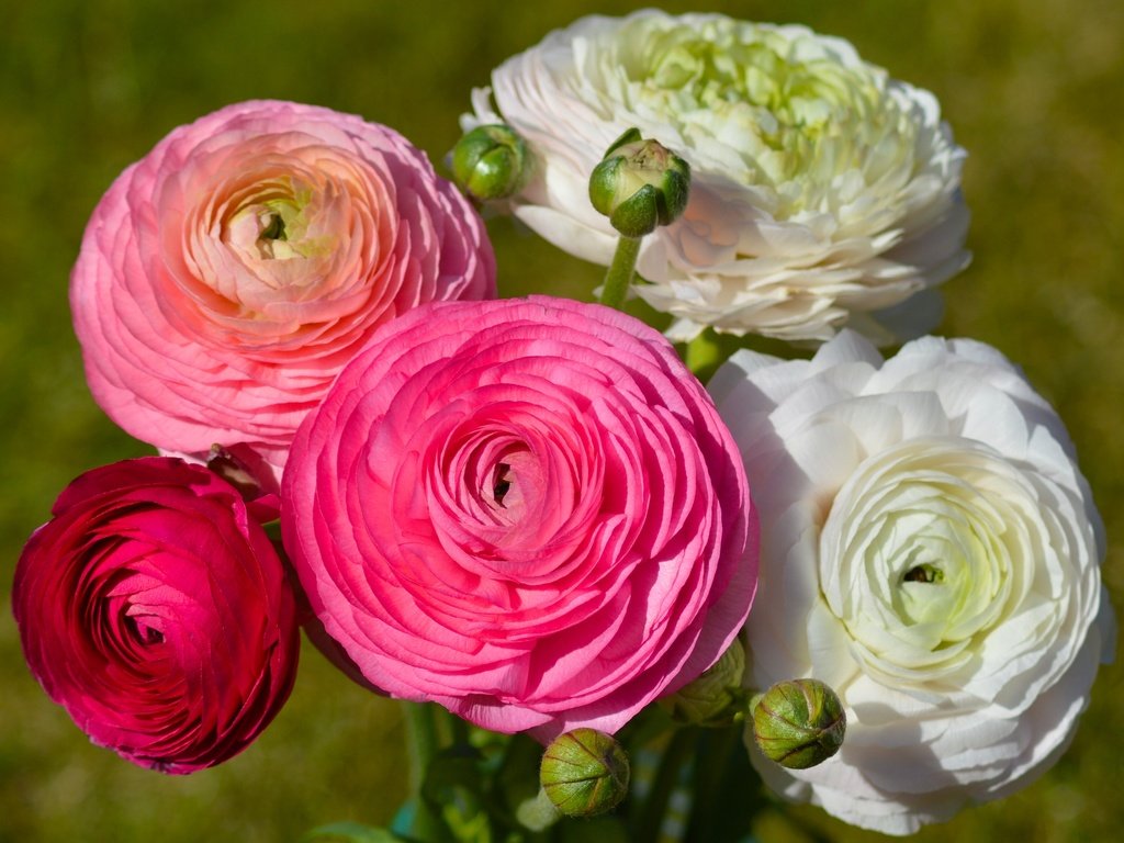 Ranunculus asiaticus mix