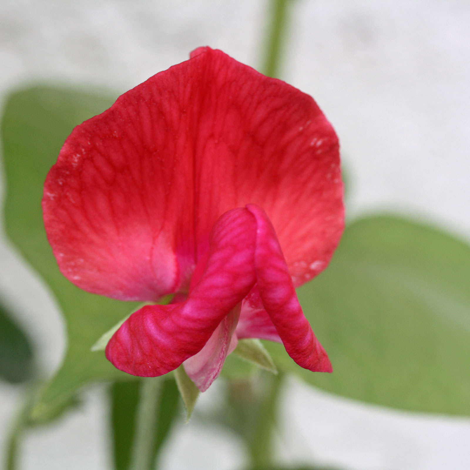 Lathyrus odoratus scarlet