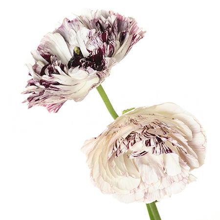 Ranunculus asiaticus galtier