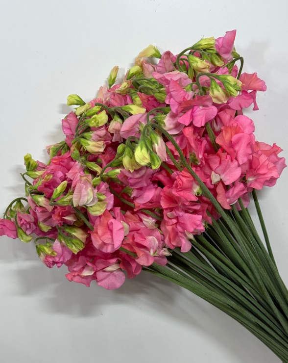 Lathyrus odoratus diana