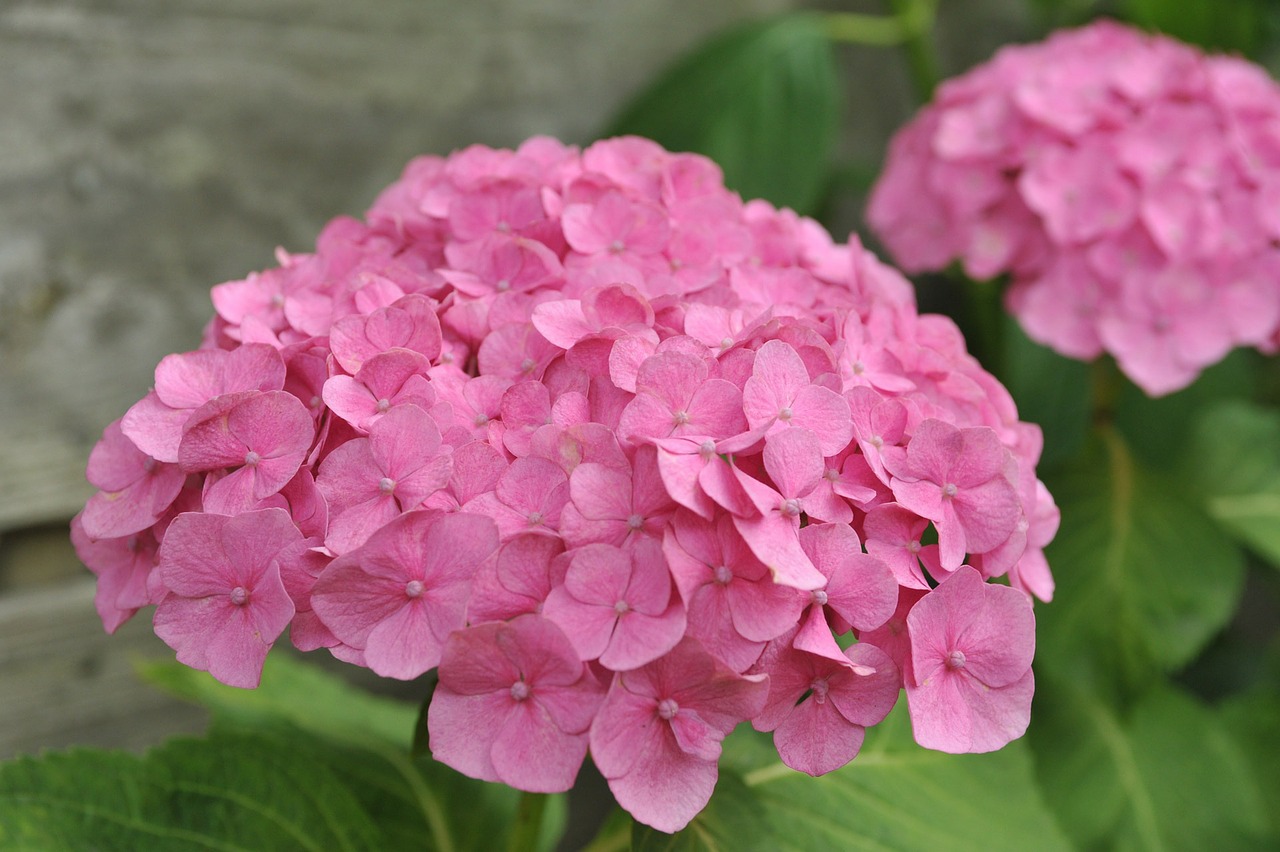 Hydrangea holstein pink
