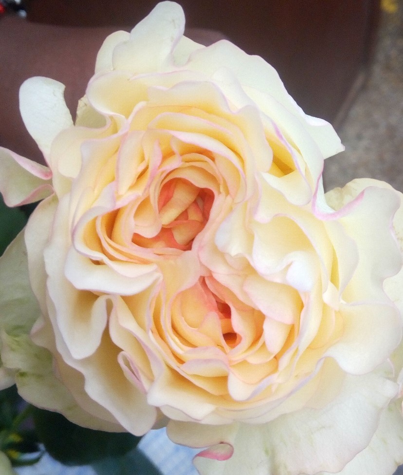 Роза однг стилист