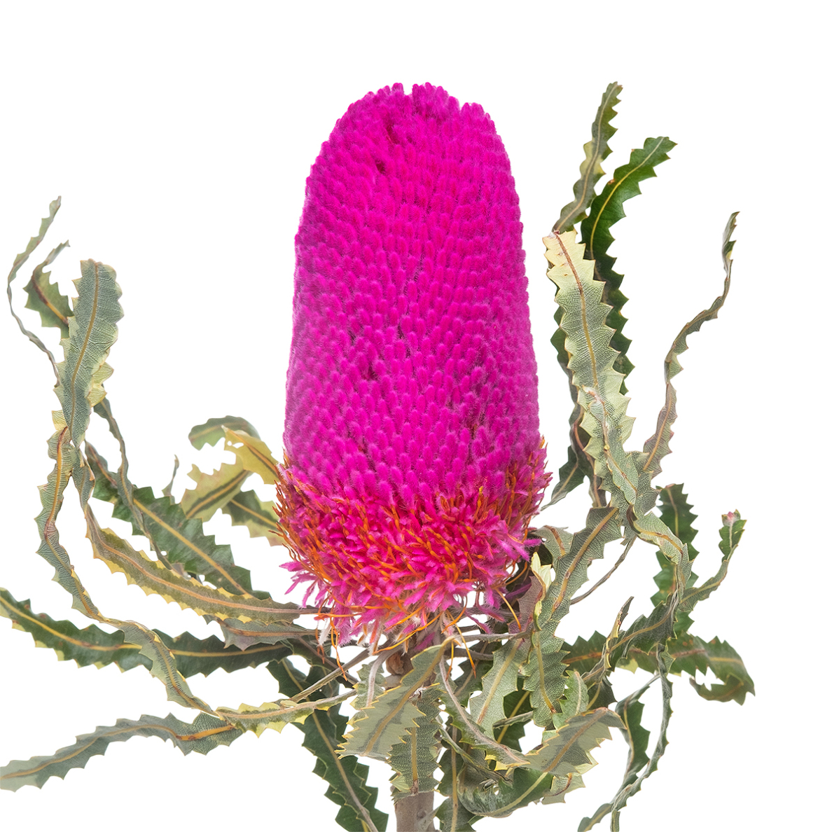 Banksia speciosa light pink