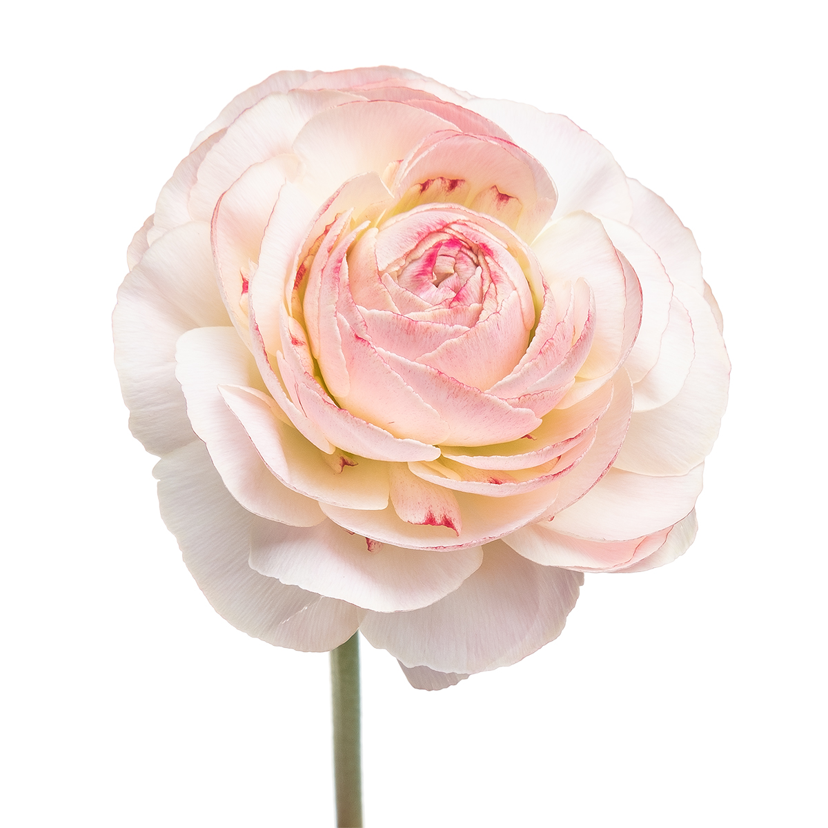 Ranunculus asiaticus orleans