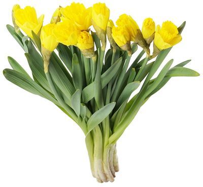 Нарцисс 15шт. в Москве