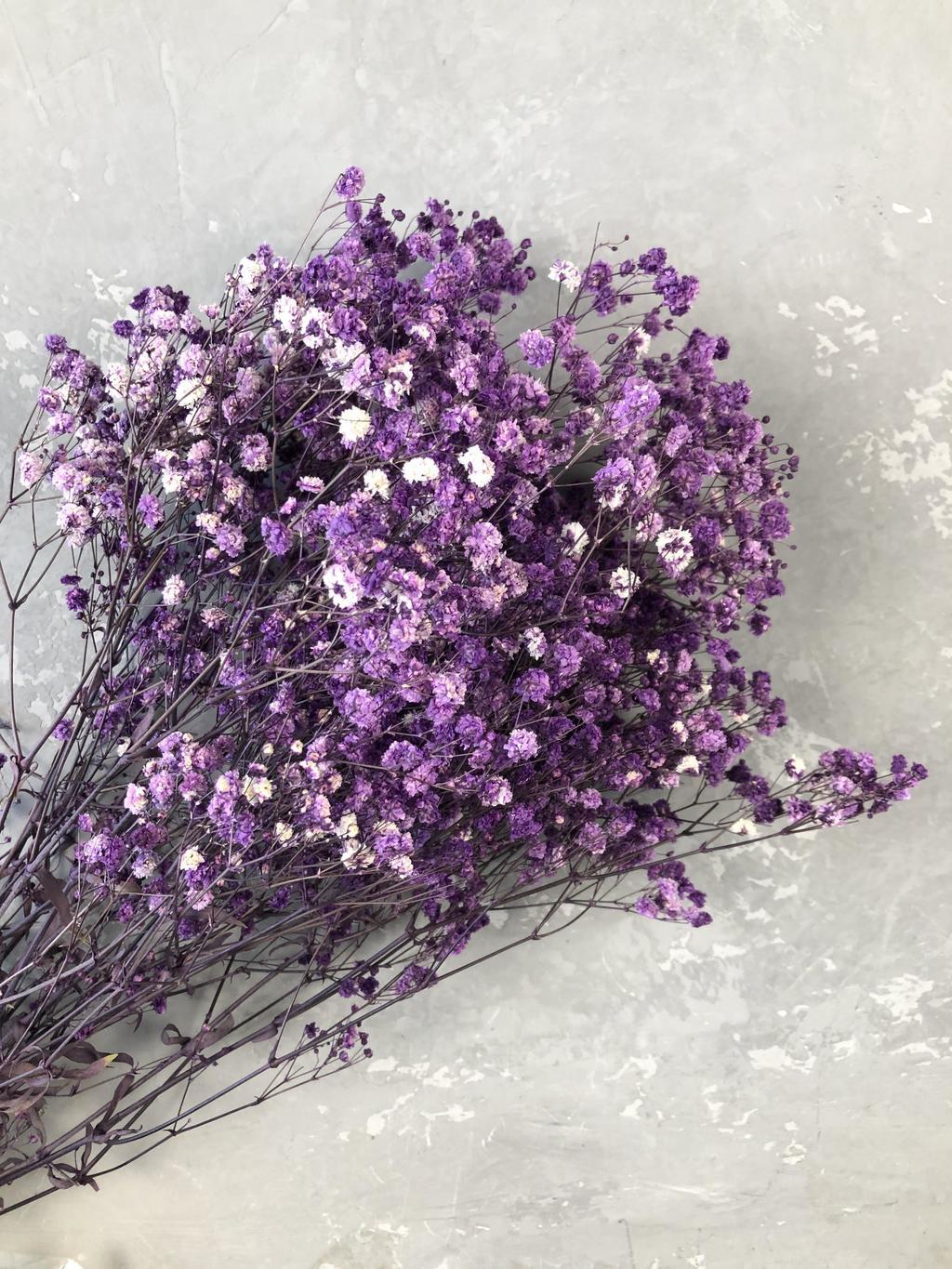 Гипсофила краш. экселенс плюм в Москве