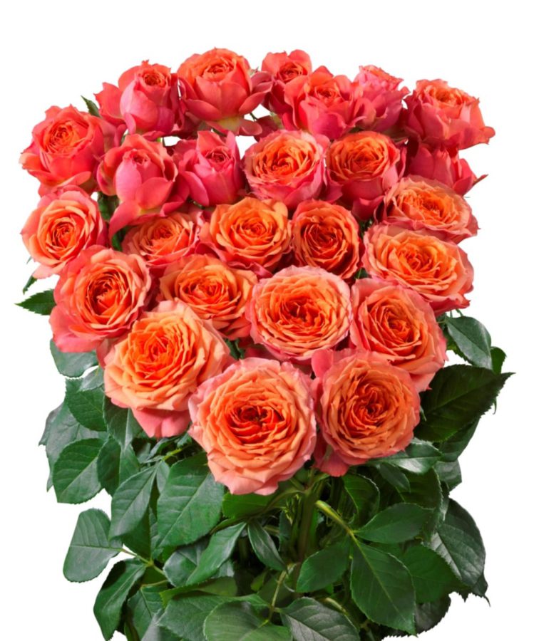 Rose spray corcega