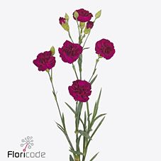 Carnation spray kingfisher special