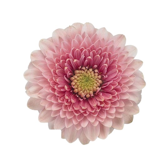 Гербера мини помпони трейси