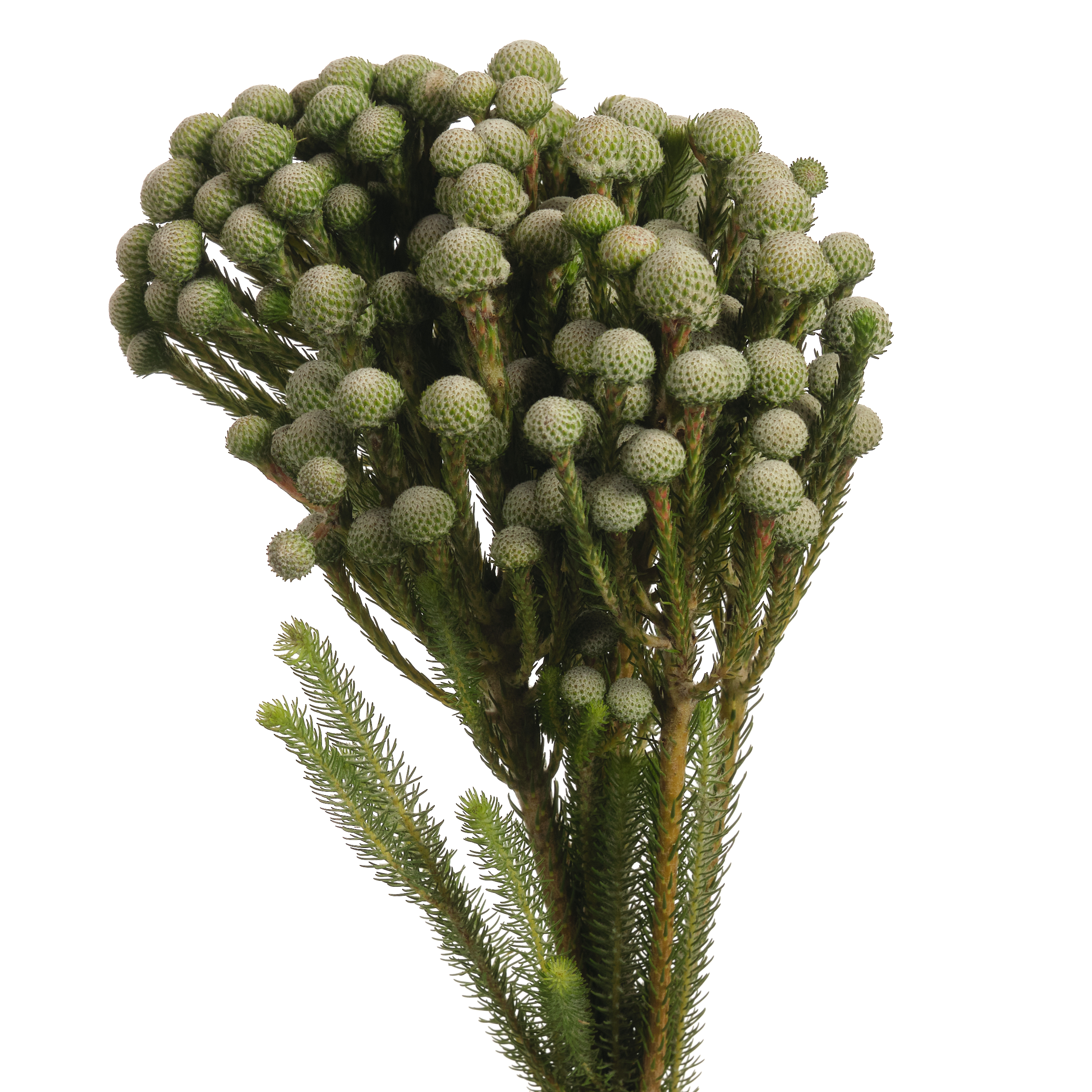 Капс сильвер мун