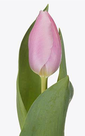 Tulip enkel signum