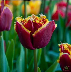 Tulip enkel mercure