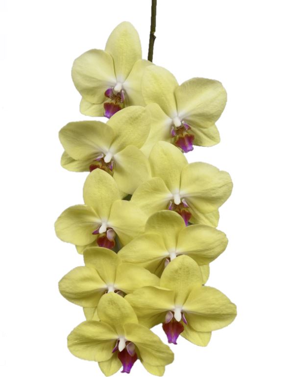 Phalaenopsis fuller's sunset