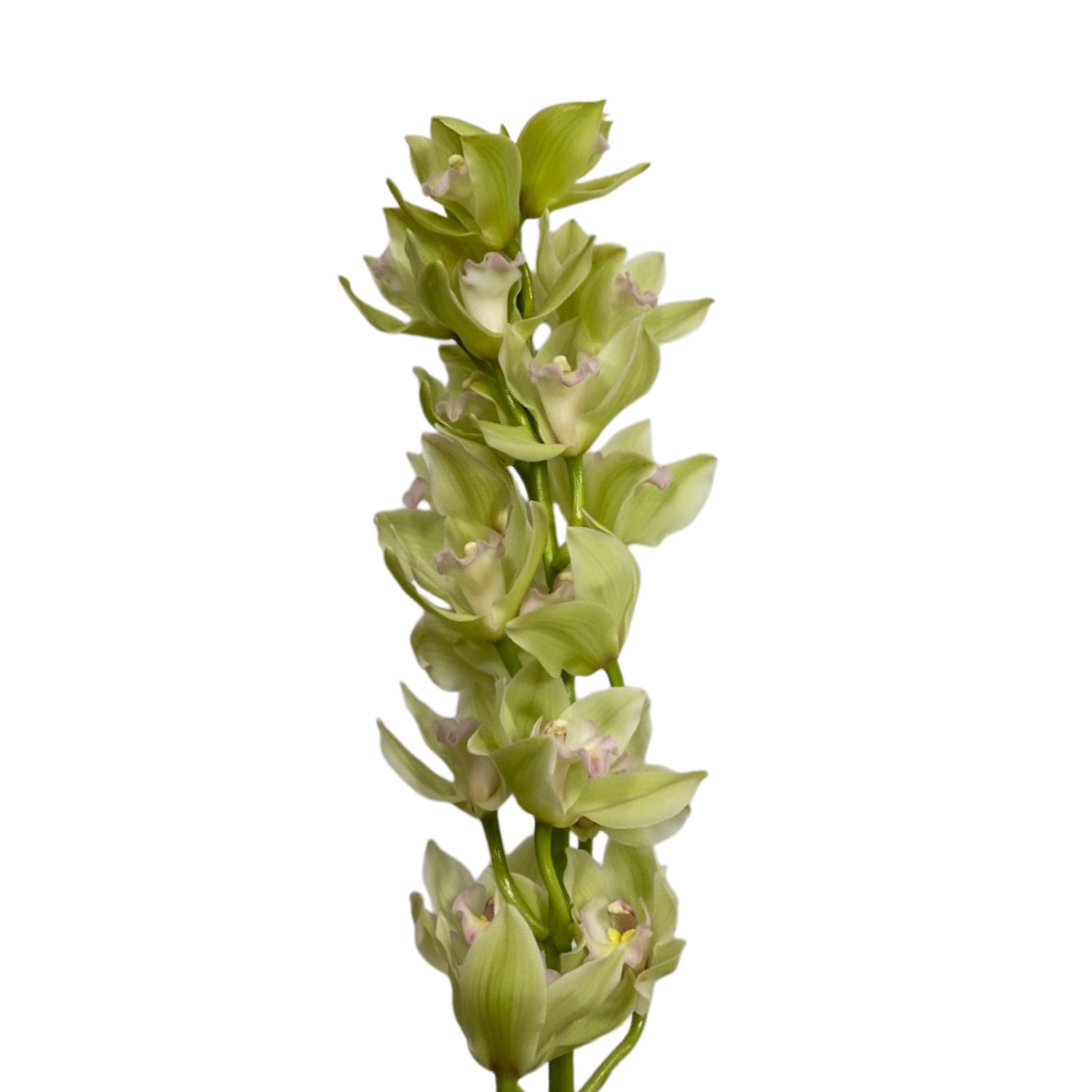 Cymbidium legend