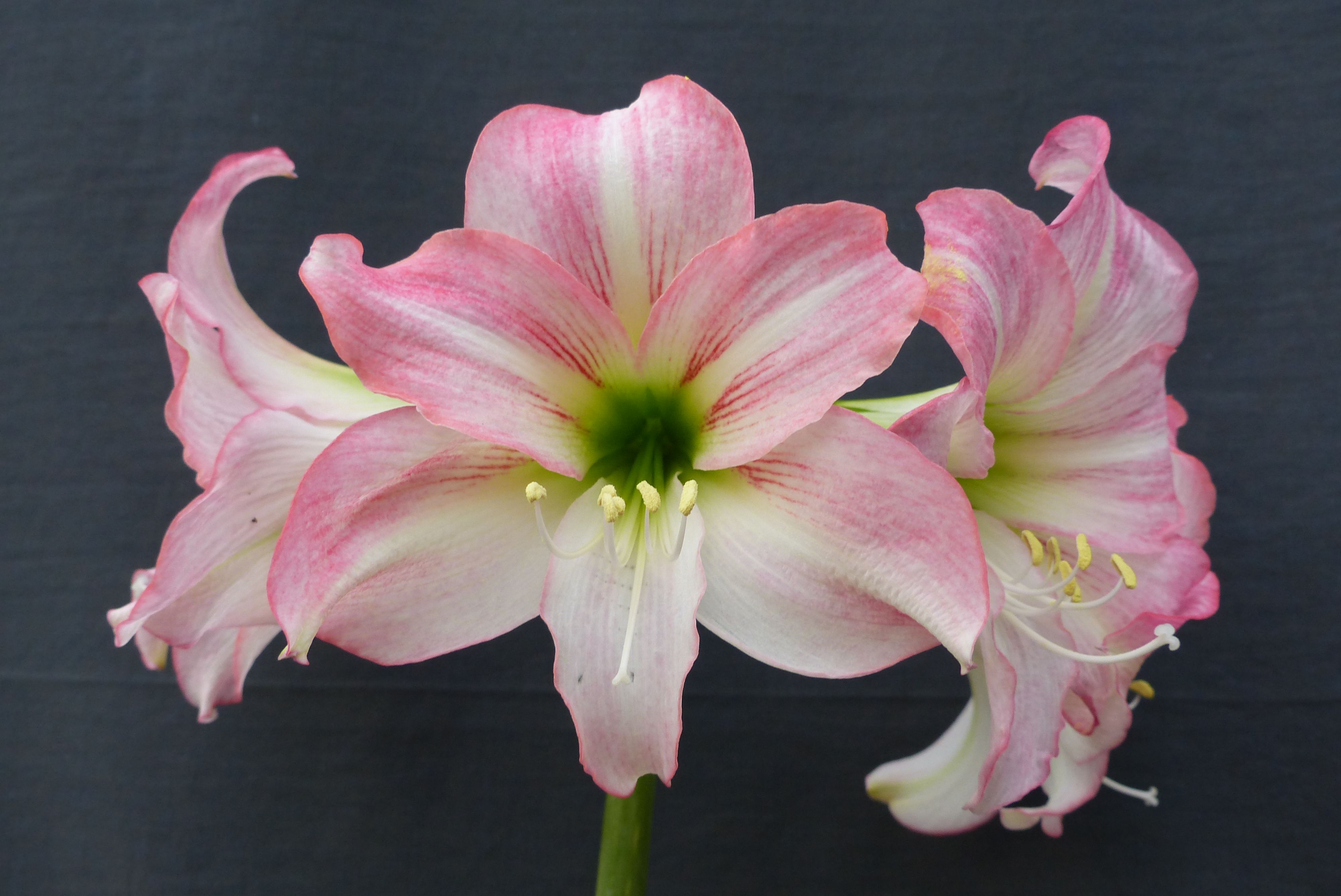 Амариллис сонатини пинк раскал