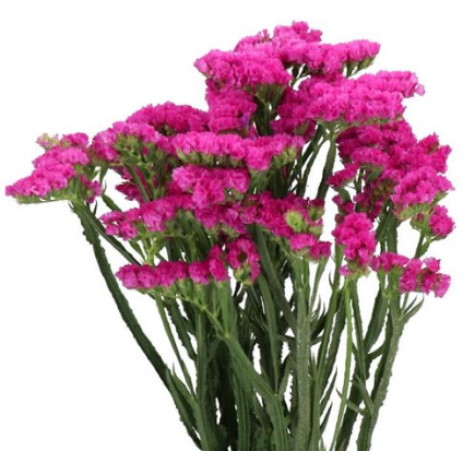 Statice dyna rose