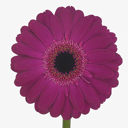 Gerbera mini gerponi danee
