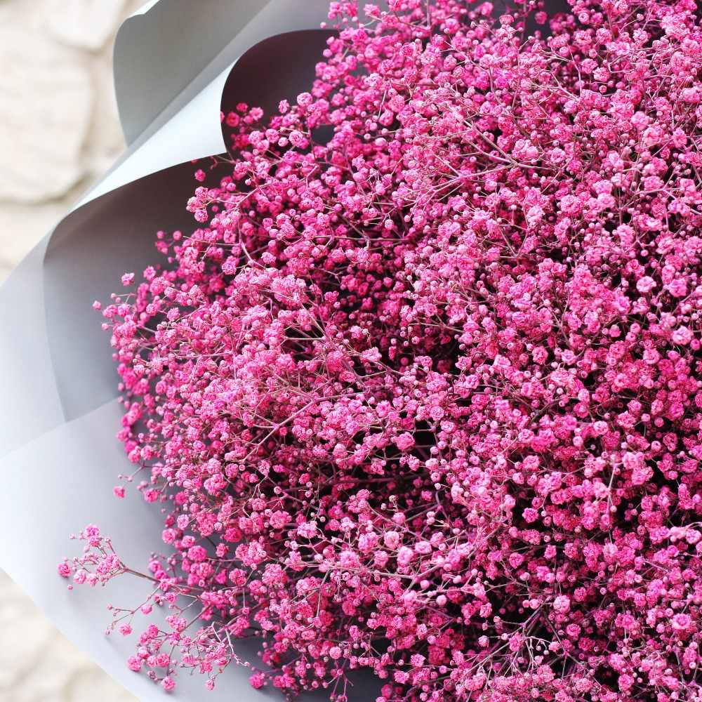 Гипсофила краш. темно-розовая в Москве