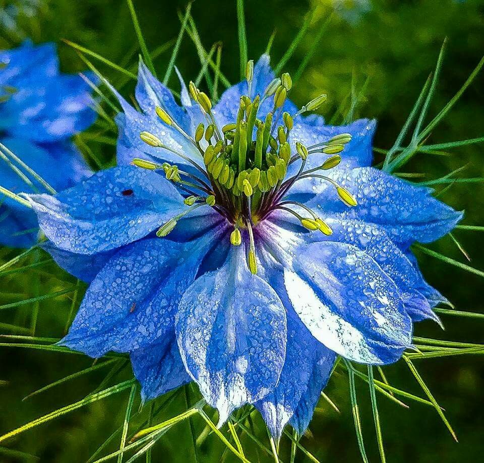 Нигелла дамасцена синяя в Новосибирске