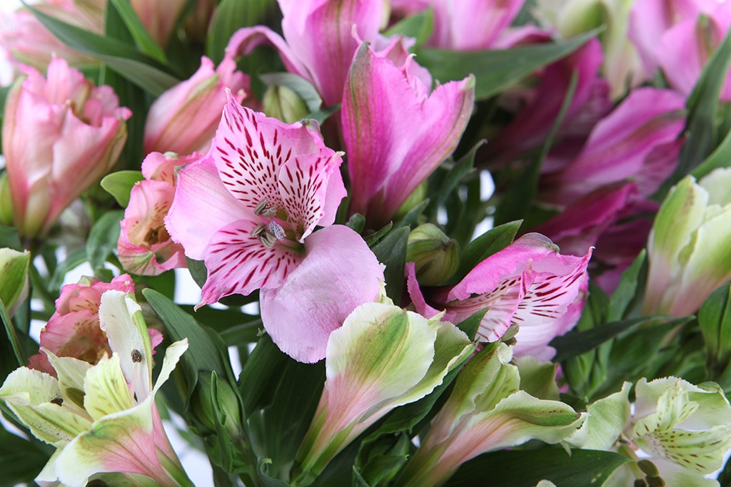 Alstroemeria chachacha