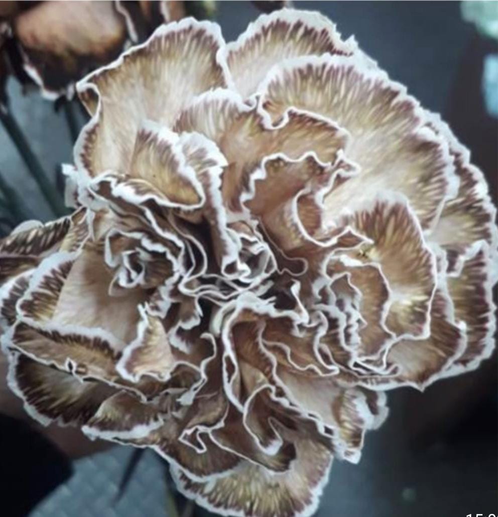 Гвоздика краш. мистори в Москве