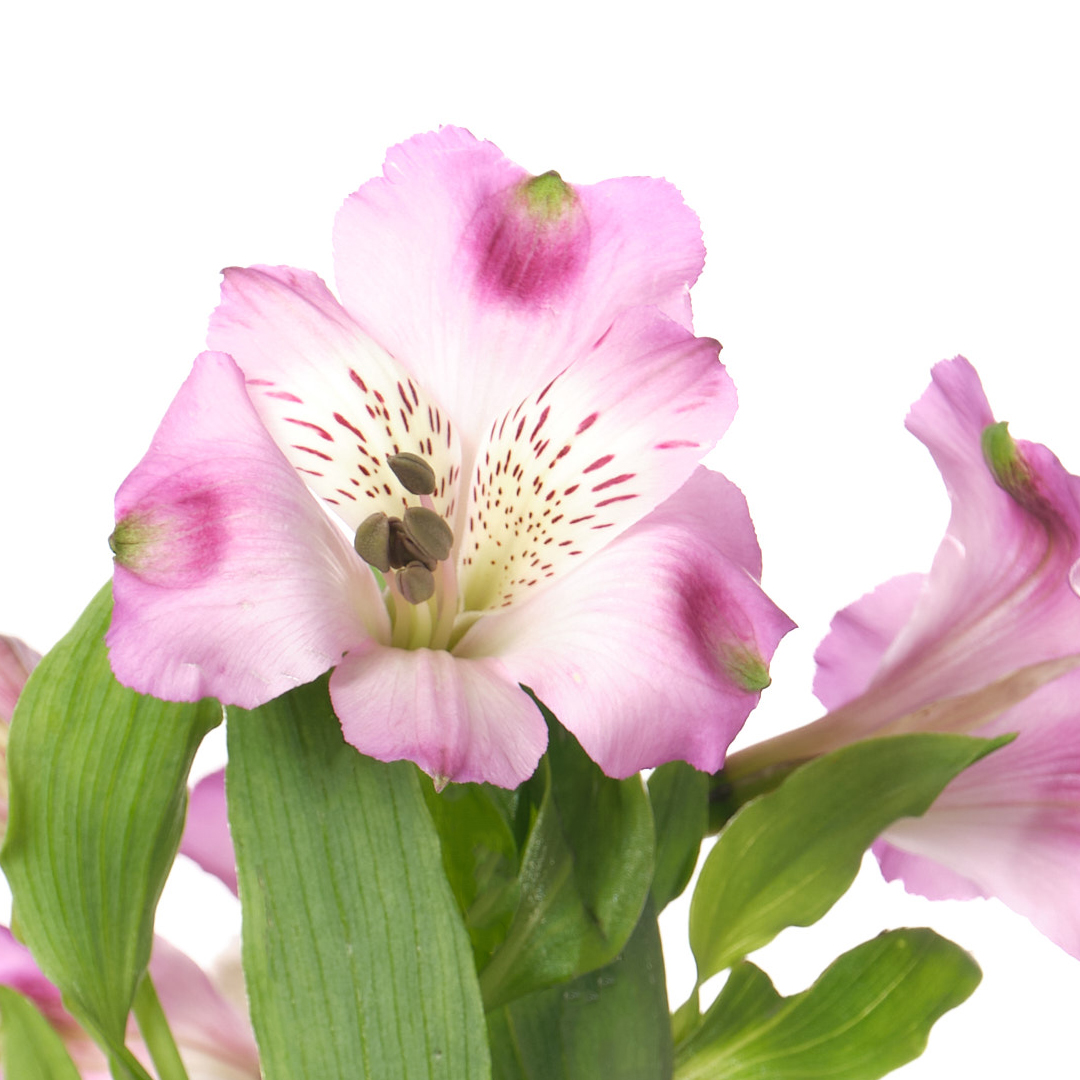 Альстромерия антарис в Москве