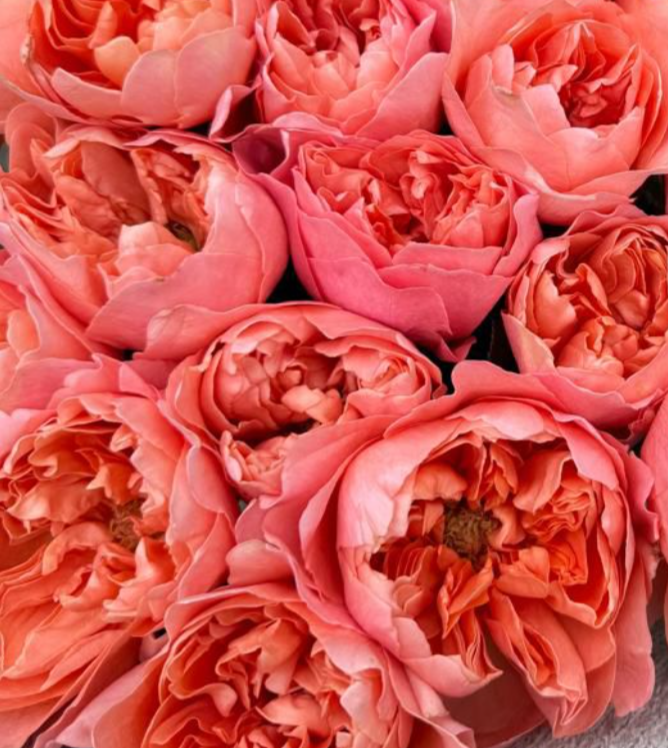 Rose dragon fly | Wholesale flowers, plants and supplies Rose dragon fly