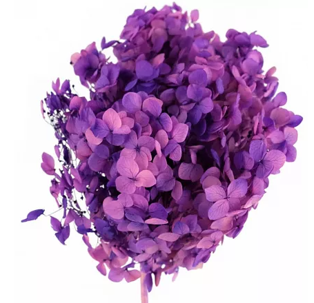 Гидрангия премиум светло-фиолетовый