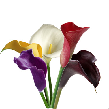 Калла краш. спешиал пати микс