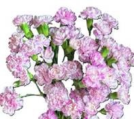 Гвоздика куст лоллипоп в Москве