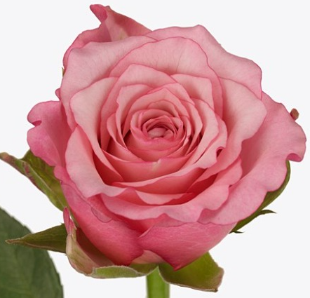Роза однг пинк ив