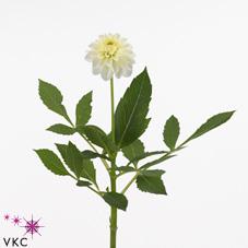 Dahlia white cap
