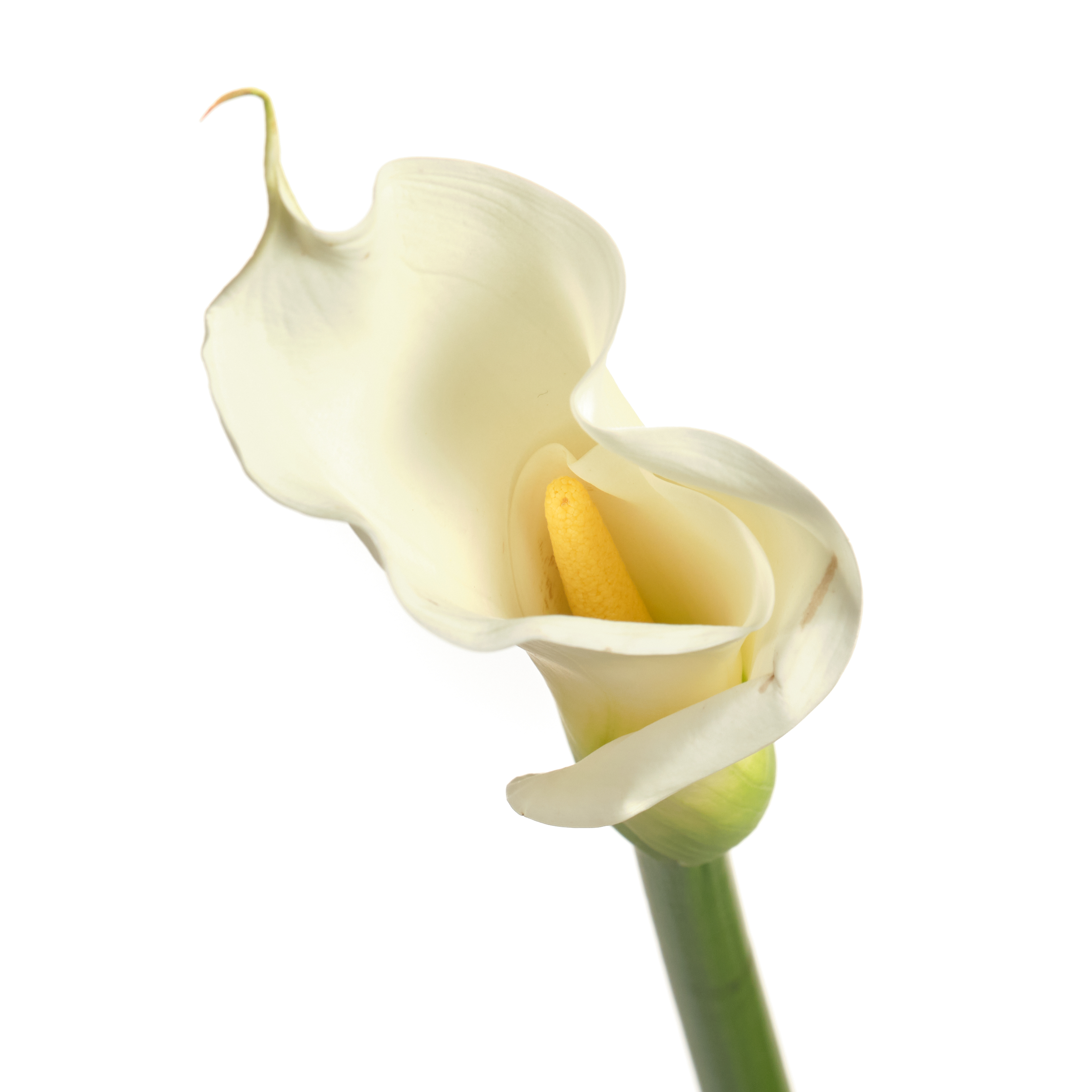 Zantedeschia white swan