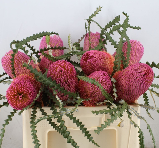 Banksia speciosa dusty pink