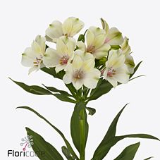 Alstroemeria pearl bell