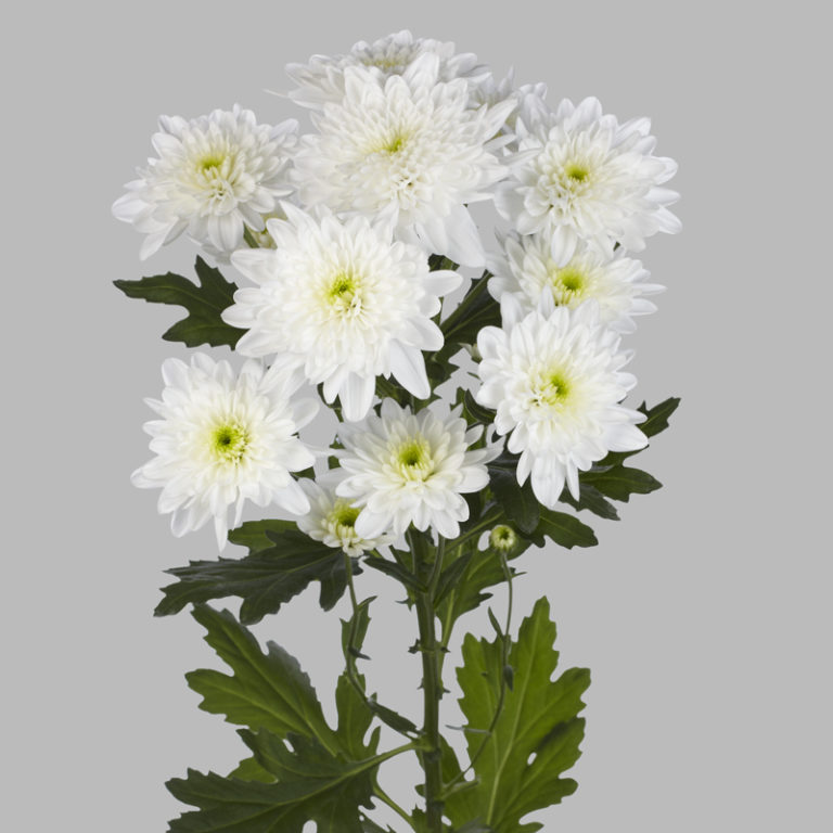 Chrysanthemum spray alexandrov