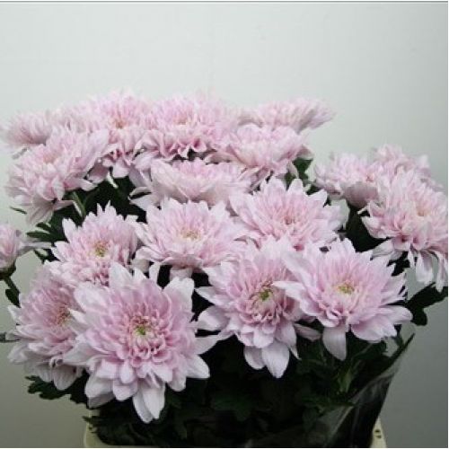 Chrysanthemum spray petruska