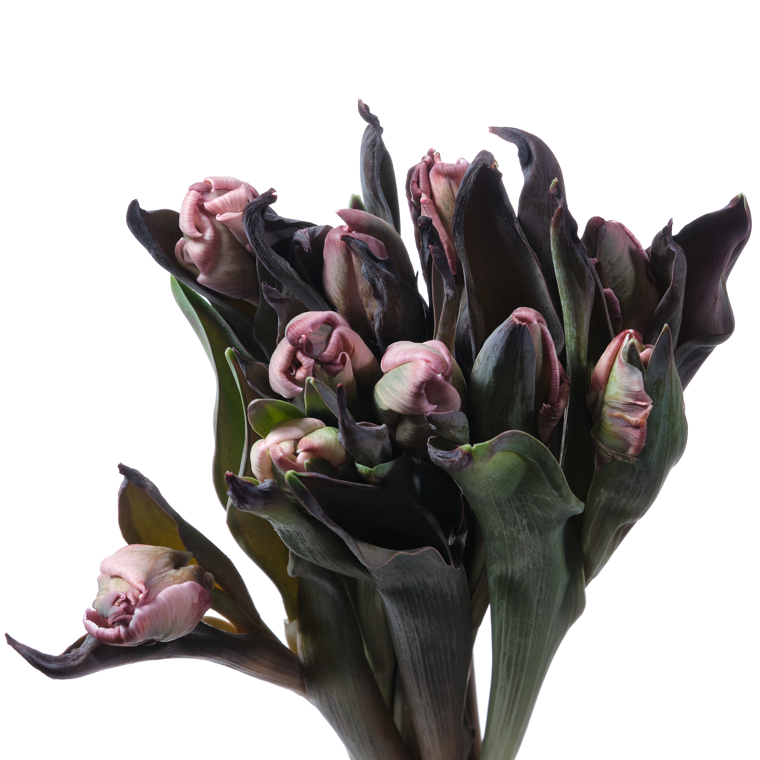 Tulip tinted parrot brown