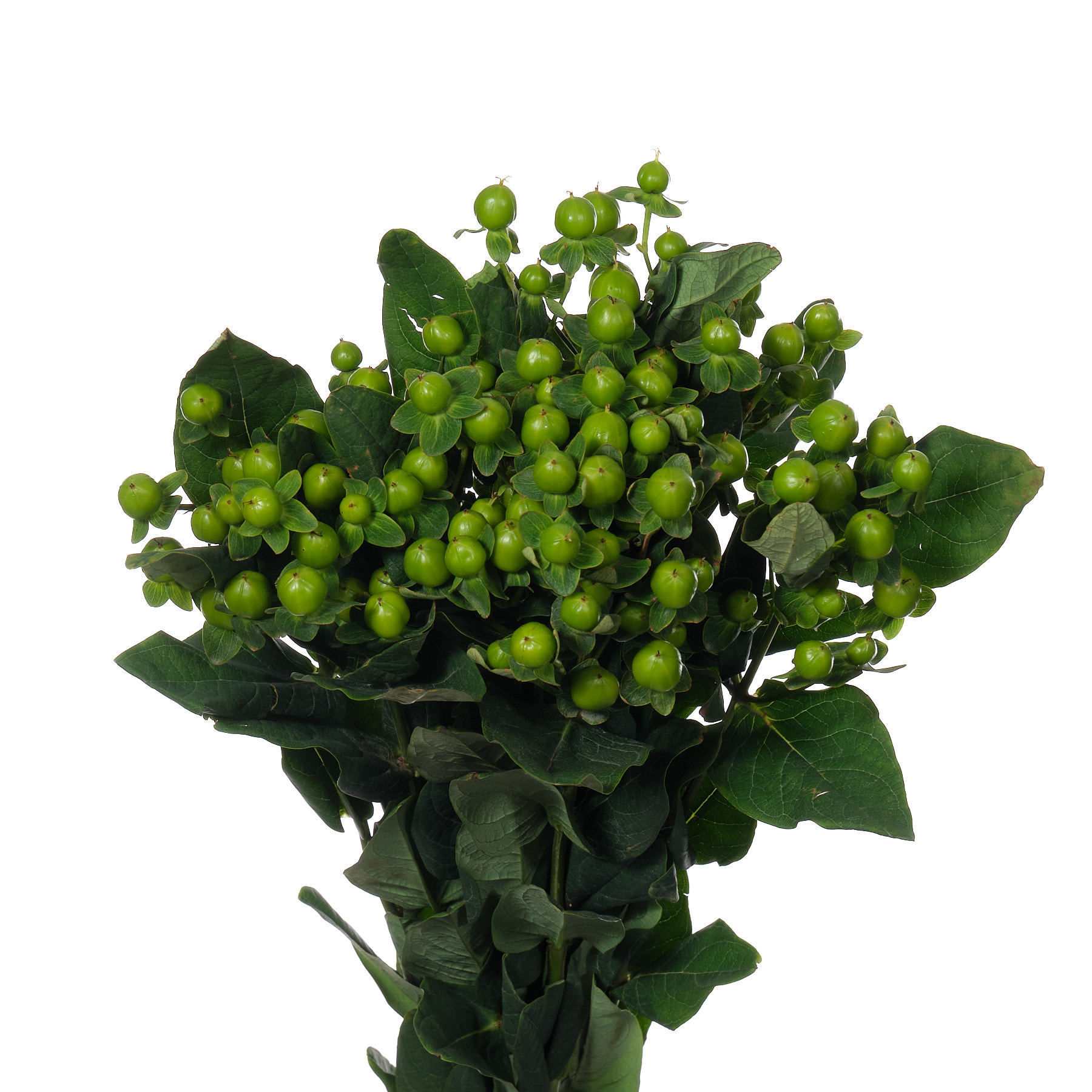 Hypericum magical renata