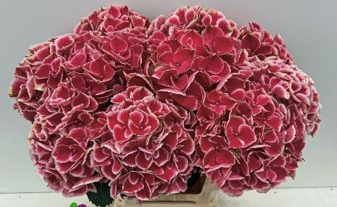 Hydrangea my beautiful rio | Wholesale flowers, plants and supplies Hydrangea my beautiful rio