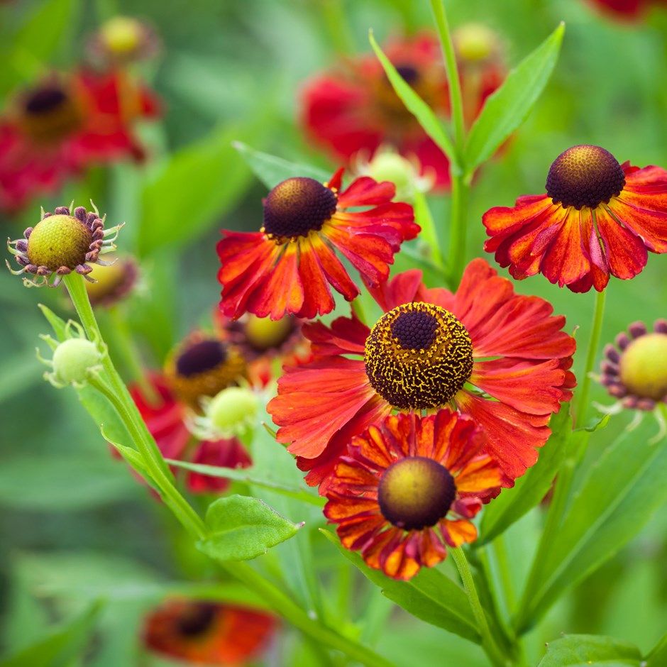 Helenium moerheim beauty | Wholesale flowers, plants and supplies Helenium moerheim beauty