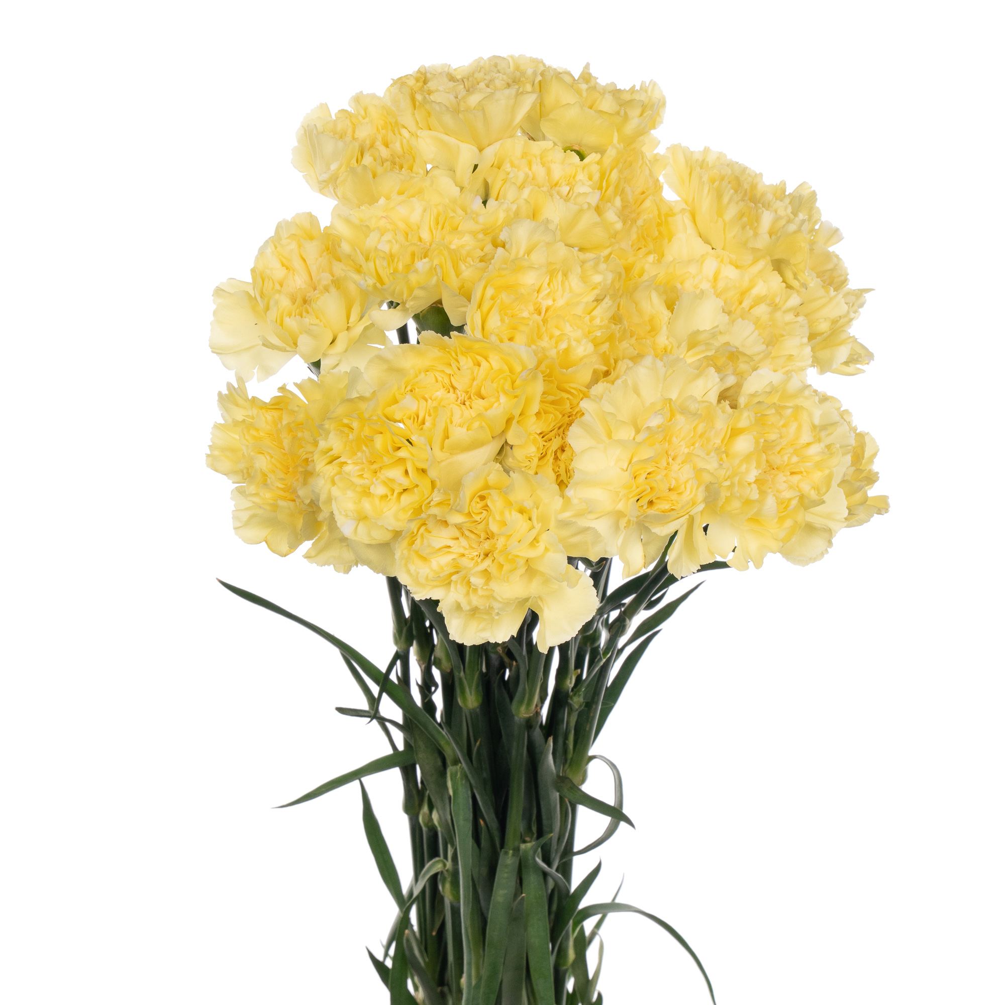 Гвоздика каролин голд в Москве