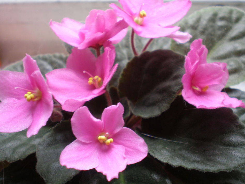 Филика розовая в Москве