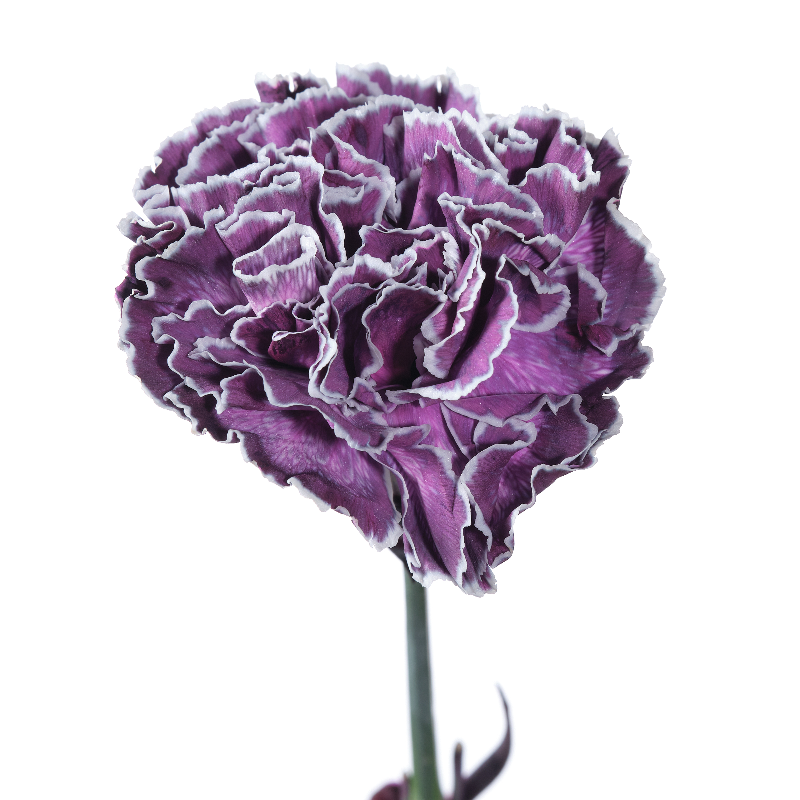 Carnation tinted cct-010