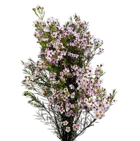 Хамелациум секси блум