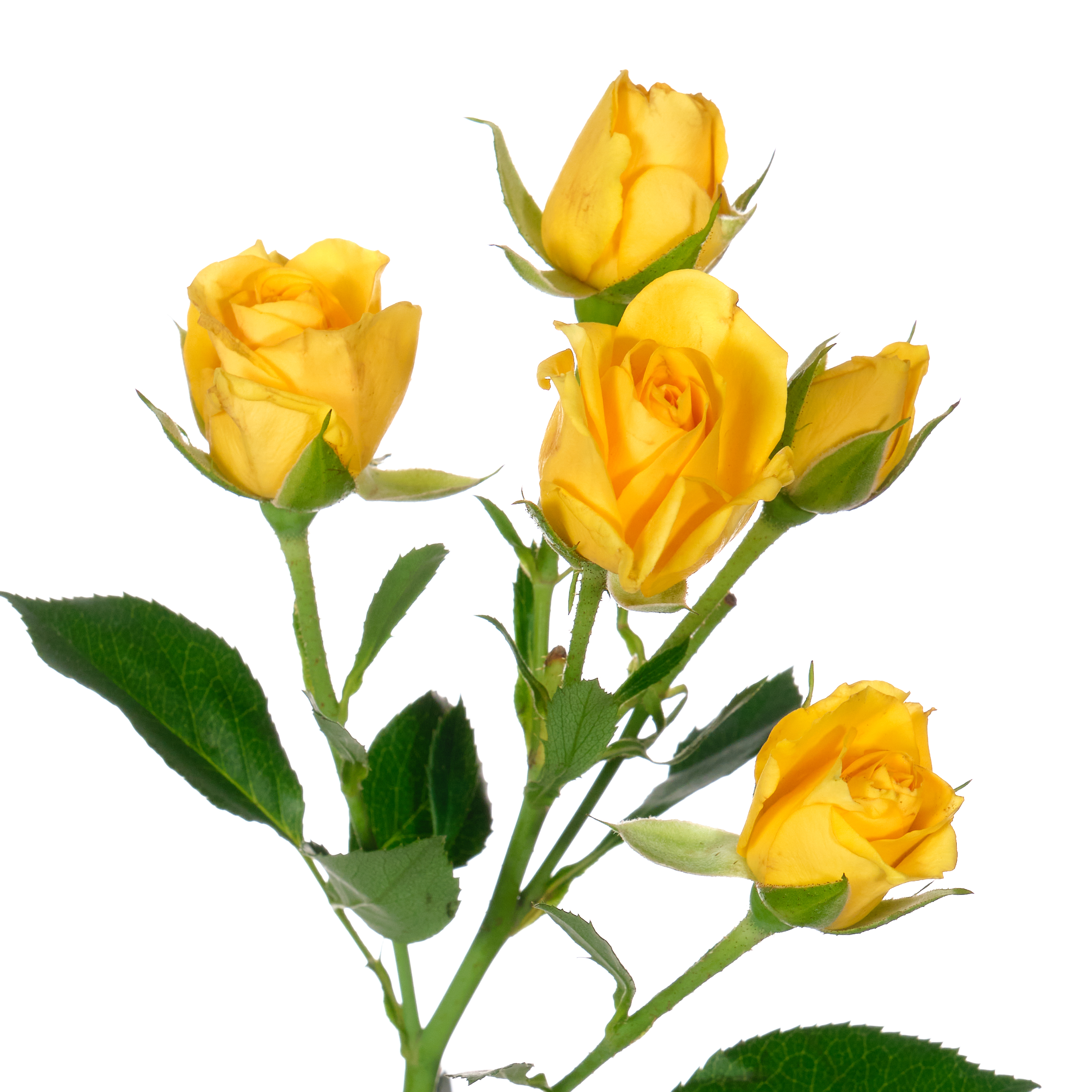 Rose spray yellow