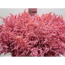 Солидаго краш. премиум хот пинк