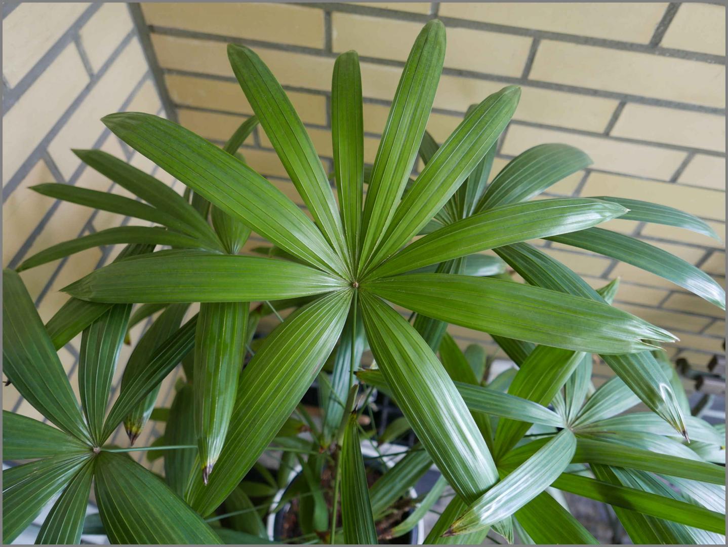 Blad Rhapis