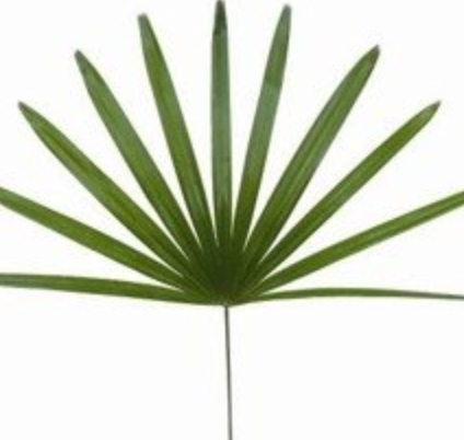 Blad Rhapis