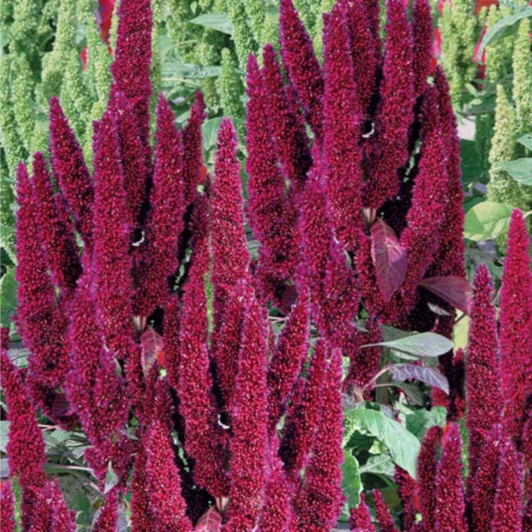 Amaranthus maroon